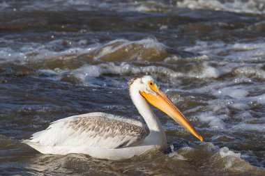 Büyük beyaz kuzey için köle River, Pelican Rapids, Ft. Smith, Kuzeybatı Toprakları, Kanada çiftleşme için üzerinde uçan Pelikan (Pelecanus onocrotalus)