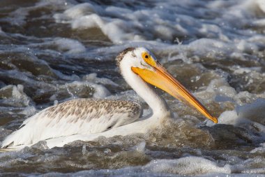 Büyük beyaz kuzey için köle River, Pelican Rapids, Ft. Smith, Kuzeybatı Toprakları, Kanada çiftleşme için üzerinde uçan Pelikan (Pelecanus onocrotalus)
