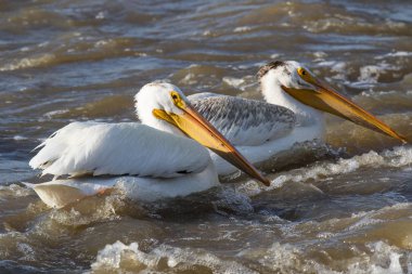 Büyük beyaz kuzey için köle River, Pelican Rapids, Ft. Smith, Kuzeybatı Toprakları, Kanada çiftleşme için üzerinde uçan Pelikan (Pelecanus onocrotalus)
