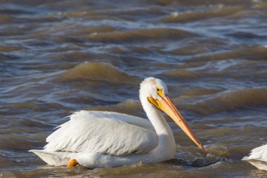 Büyük beyaz kuzey için köle River, Pelican Rapids, Ft. Smith, Kuzeybatı Toprakları, Kanada çiftleşme için üzerinde uçan Pelikan (Pelecanus onocrotalus)