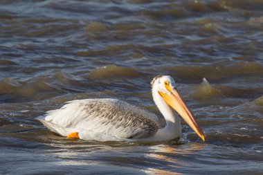Büyük beyaz kuzey için köle River, Pelican Rapids, Ft. Smith, Kuzeybatı Toprakları, Kanada çiftleşme için üzerinde uçan Pelikan (Pelecanus onocrotalus)