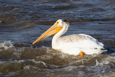 Büyük beyaz köle River, Pelican Rapids, Ft. Smith, Kuzeybatı Toprakları, Kanada çiftleşme için Kanada Kuzey üzerinde uçan Pelikan (Pelecanus onocrotalus)