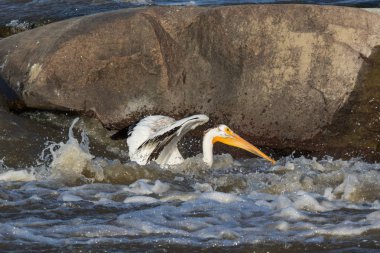 Büyük beyaz köle River, Pelican Rapids, Ft. Smith, Kuzeybatı Toprakları, Kanada çiftleşme için Kanada Kuzey üzerinde uçan Pelikan (Pelecanus onocrotalus)