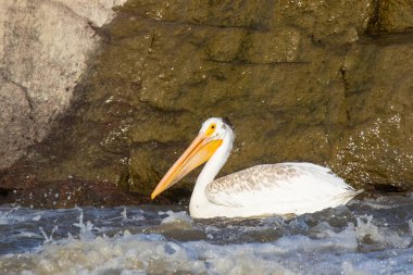 Büyük beyaz köle River, Pelican Rapids, Ft. Smith, Kuzeybatı Toprakları, Kanada çiftleşme için Kanada Kuzey üzerinde uçan Pelikan (Pelecanus onocrotalus)