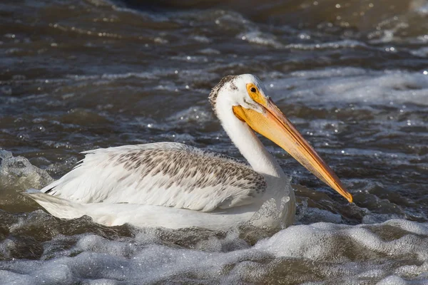 Kuzeyde için köle River, Pelican Rapids, Ft. Smith, Kuzeybatı Toprakları, Kanada çiftleşme için üzerinde uçan beyaz Pelikan
