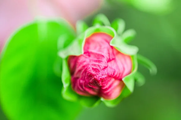 Hibiscus moscheutos z rodziny ślazowatych. Kwitnący kwiat Zamknij się. Tle kwiatów. Płytkiej głębi ostrości. — Zdjęcie stockowe