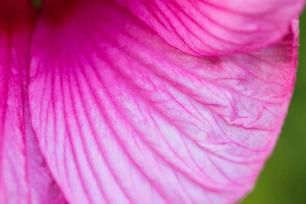 Hibiscus moscheutos of Malvaceae family. Blooming flower close up. Floral background. Shallow depth of field. — Stock Photo, Image