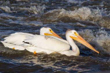 Büyük beyaz köle River, Pelican Rapids, Ft. Smith, Kuzeybatı Toprakları, Kanada çiftleşme için Kanada Kuzey üzerinde uçan Pelikan (Pelecanus onocrotalus)