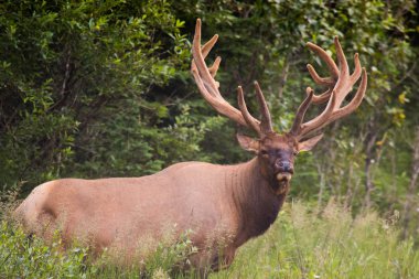 Yabani Antlered boğa Elk veya otlatma, Banff National Park Kanada yol geçiş Kanada (Cervus canadensis)