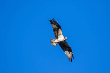Ospreys yakalamak Fishisolated uçan sorguç. Gökyüzü arka plan Batı Osprey Pandion haliaetus. Balık yiyen bir yırtıcı kuş. Mackenzie Nehri, Kuzeybatı Toprakları (Nwt) Kanada
