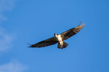 Ospreys yakalamak Fishisolated uçan sorguç. Gökyüzü arka plan Batı Osprey Pandion haliaetus. Balık yiyen bir yırtıcı kuş. Mackenzie Nehri, Kuzeybatı Toprakları (Nwt) Kanada