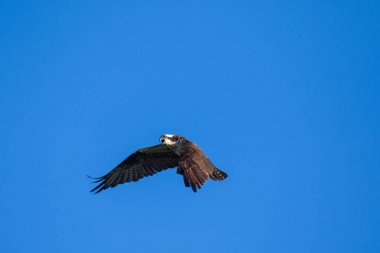 Ospreys yakalamak Fishisolated uçan sorguç. Gökyüzü arka plan Batı Osprey Pandion haliaetus. Balık yiyen bir yırtıcı kuş. Mackenzie Nehri, Kuzeybatı Toprakları (Nwt) Kanada