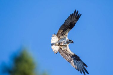 Tallons balık ile uçan sorguç (Pandion haliaetus). Mackenzie Nehri, Kuzeybatı Toprakları (Nwt) Kanada