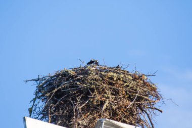 Tallons balık ile büyük yuva üzerinde uçan sorguç (Pandion haliaetus). Mackenzie Nehri, Kuzeybatı Toprakları (Nwt) Kanada