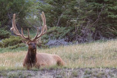 Boğa elk muhteşem raf, Banff national park, Alberta, Kanada yabani otlar arasında dinlenme ile