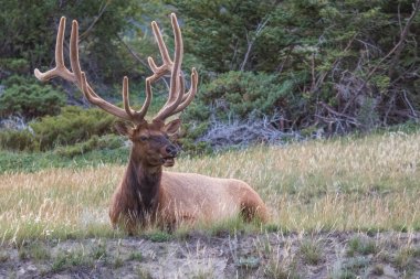 Boğa elk muhteşem raf, Jasper national park, Alberta, Kanada yabani otlar arasında dinlenme ile.