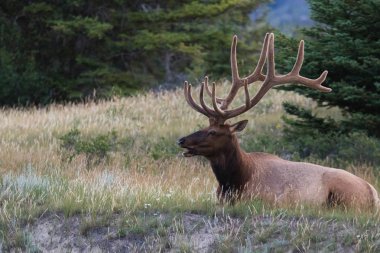 Boğa elk muhteşem raf, Jasper national park, Alberta, Kanada yabani otlar arasında dinlenme ile.