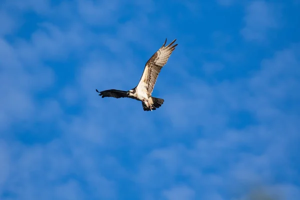 El águila pescadora (Pandion haliaetus), a veces conocido como halcón marino, águila pescadora o halcón pescador, es un ave de presa diurna que come peces. Río Mackenzie, Territorios del Noroeste (TNM) Canadá . — Foto de Stock