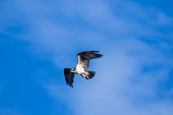 O Osprey (Pandion haliaetus), às vezes conhecido como o falcão-do-mar, a águia-dos-peixes ou o falcão-dos-peixes, é uma ave de rapina diurna que come peixes. Rio Mackenzie, territórios do Noroeste (NWT) Canadá . — Fotografia de Stock
