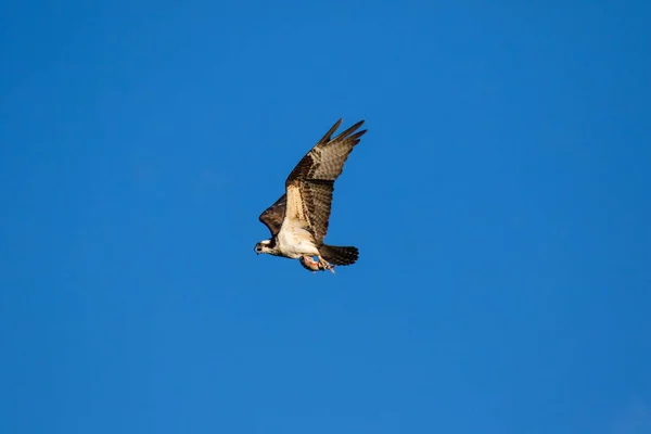 Osprey (Pandion haliaetus), иногда известный как морской ястреб, рыбный орёл или рыбный ястреб, является дневной, поедающей рыбу хищной птицей. Река Маккензи, Северо-Западные территории Канады . — стоковое фото