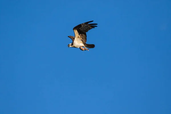 O Osprey (Pandion haliaetus), às vezes conhecido como o falcão-do-mar, a águia-dos-peixes ou o falcão-dos-peixes, é uma ave de rapina diurna que come peixes. Rio Mackenzie, territórios do Noroeste (NWT) Canadá . — Fotografia de Stock