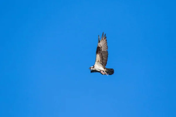 O Osprey (Pandion haliaetus), às vezes conhecido como o falcão-do-mar, a águia-dos-peixes ou o falcão-dos-peixes, é uma ave de rapina diurna que come peixes. Rio Mackenzie, territórios do Noroeste (NWT) Canadá . — Fotografia de Stock