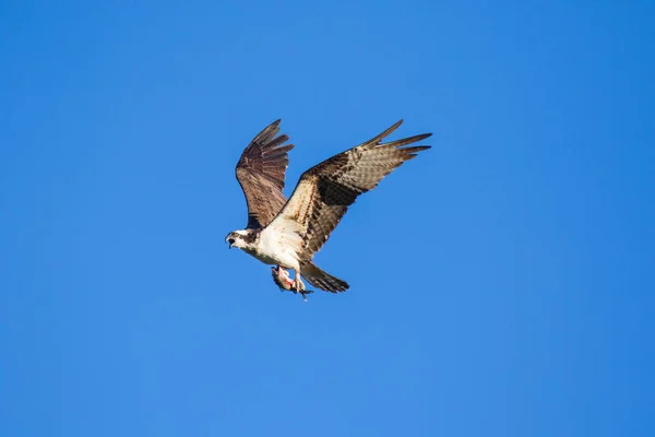 Ospreys Catching FishIsolated flying osprey. Sky background Western Osprey Pandion haliaetus. aves rapaces que comen peces. Río Mackenzie, Territorios del Noroeste (TNM) Canadá — Foto de Stock