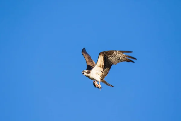 Ospreys Catching FishIsolated flying osprey. Céu fundo Western Osprey Pandion Haliaetus. Pássaro de rapina comedor de peixe. Rio Mackenzie, territórios do Noroeste (NWT) Canadá — Fotografia de Stock