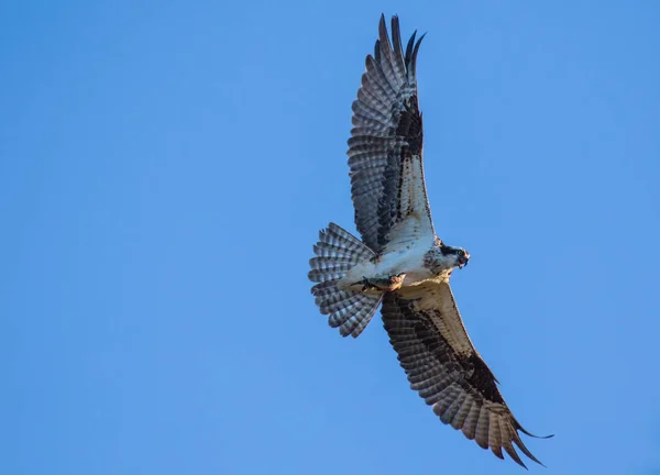 Osprey (Pandion haliaetus) volando con peces en alturas. Río Mackenzie, Territorios del Noroeste (TNM) Canadá — Foto de Stock