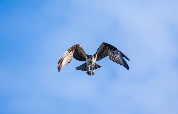 Osprey (Pandion haliaetus) che vola con pesci in alto. Fiume Mackenzie, Territori del Nord-Ovest (NWT) Canada — Foto Stock