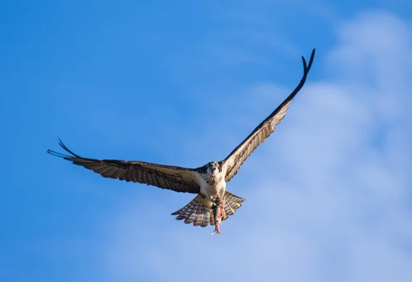 Osprey (Pandion haliaetus) voando com peixes em tallons. Rio Mackenzie, territórios do Noroeste (NWT) Canadá — Fotografia de Stock