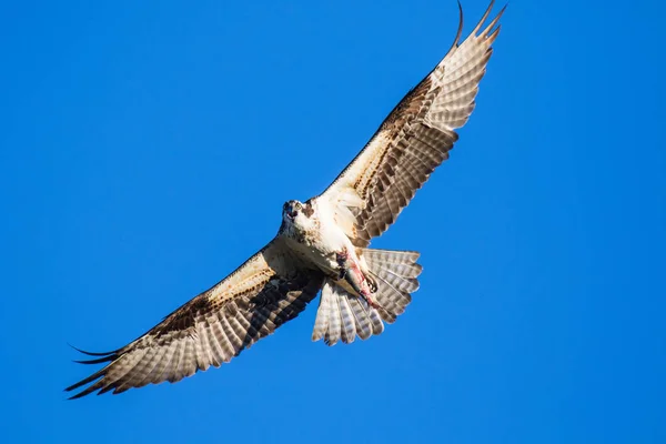 Osprey (Pandion haliaetus) volando con peces en alturas. Río Mackenzie, Territorios del Noroeste (TNM) Canadá — Foto de Stock