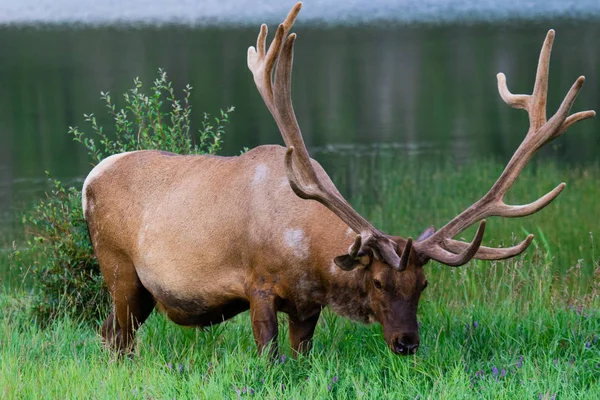 Bull elk feeding in a tall grass. Jasper, Alberta, Canada. — Stock Photo, Image