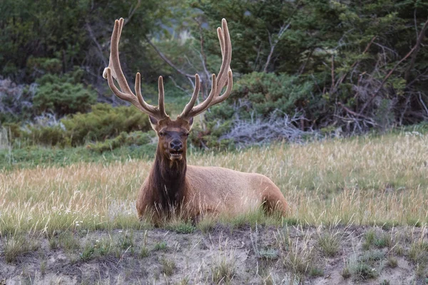 Bull elk with magnificent rack, resting amongst the wild grass in Banff national park, Alberta, Canada — Stock Photo, Image