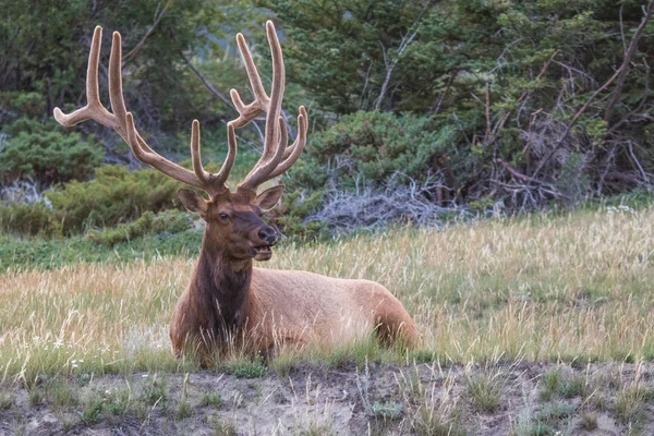 Boğa elk muhteşem raf, Jasper national park, Alberta, Kanada yabani otlar arasında dinlenme ile.