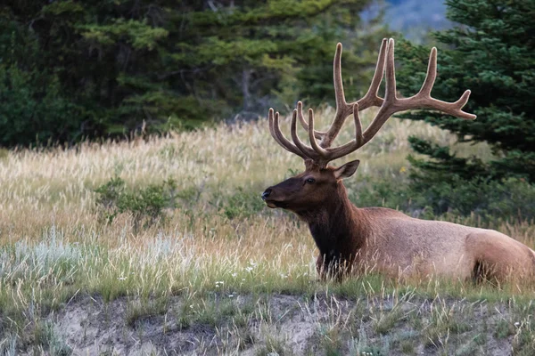 Boğa elk muhteşem raf, Jasper national park, Alberta, Kanada yabani otlar arasında dinlenme ile.