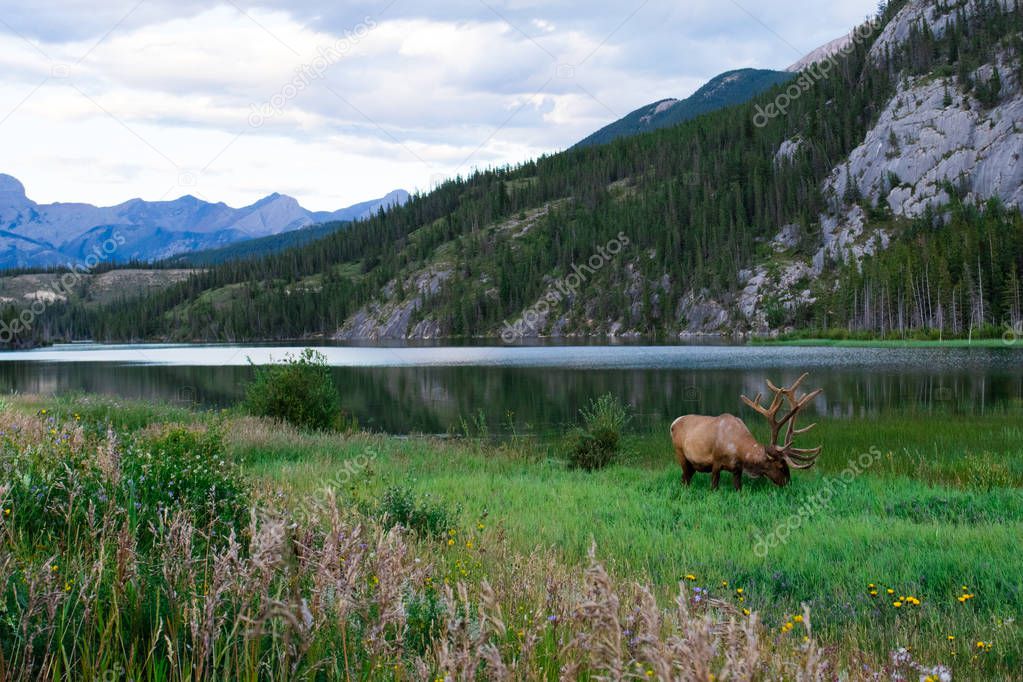 Elk bull with a beautiful blue lake in the background. Banff national park, Alberta, Canada.