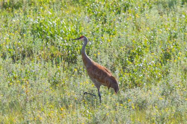 Uzun boylu yeşil çim güzel bir Sandhill Crane ayakta. Mackenzie Nehri, Kuzeybatı Toprakları (Nwt) Kanada.
