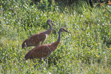 Sandhill Crane çift Mackenzie Nehri, Kuzeybatı Toprakları (Nwt) Kanada