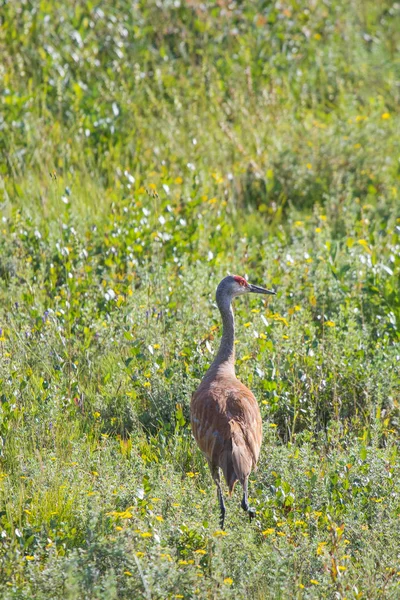 Une belle grue du Sandhill debout dans l'herbe verte haute. Fleuve Mackenzie, Territoires du Nord-Ouest (T.N.-O.) Canada . — Photo