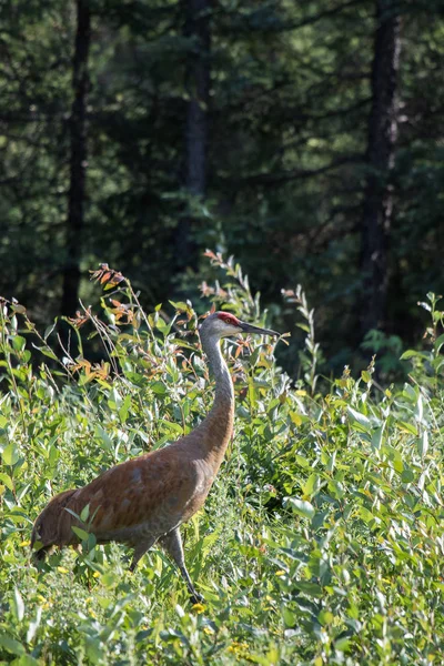 Sandhill crane (Antigone canadensis) yüksek yabani ot ve düşük bush Mackenzie Nehri, Kuzeybatı Toprakları (Nwt) Kanada yürüyüş. — Stok fotoğraf