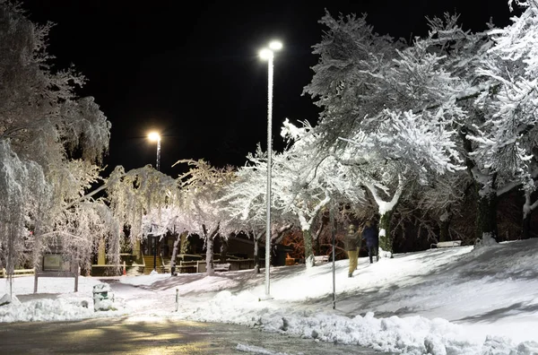 Drzewa pokryte śniegiem, ciemne niebo i latarnia świeci. Noc strzał. Opady śniegu w nocy — Zdjęcie stockowe