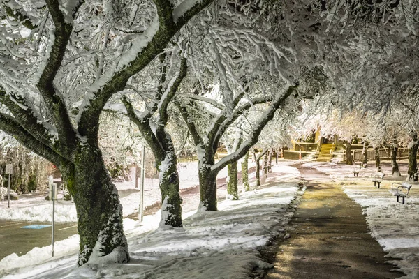 Zimowa kraina cudów. Drzewa pokryte śniegiem, nocne światła miasta. Idealny obraz, który przywołuje ducha wakacji. — Zdjęcie stockowe