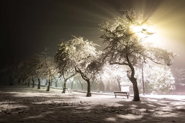 Fluffy snow on trees. Street lights beams shining through trees in park Beautiful white snow on the ground. Christmas background.
