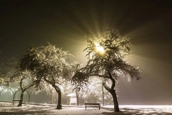 Fluffy snow on trees. Street lights beams shining through trees in park Beautiful white snow on the ground. Christmas background.