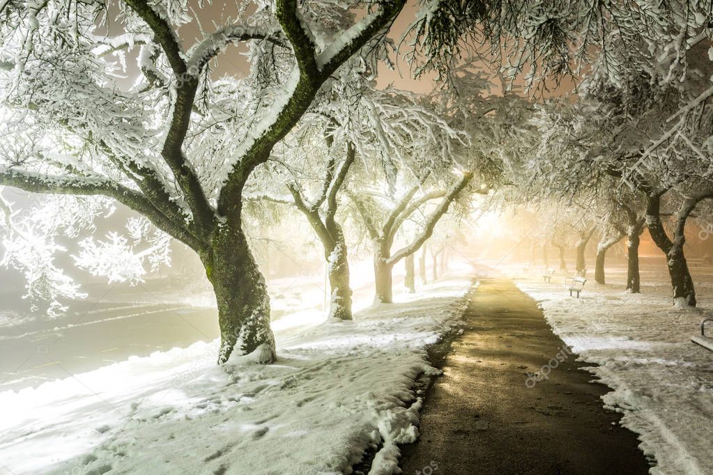 Winter alley in park and shining lanterns. Night shot. Winter wonderland.