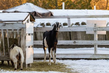 Etrafı tavuklarla çevrili şirin cüce keçi kameraya bakıyor. Hayvanat bahçesindeki güzel çiftlik hayvanları.
