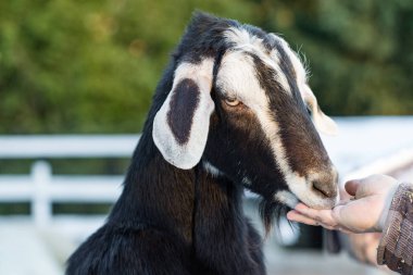 Hayvanat bahçesinde elle beslenen keçi..