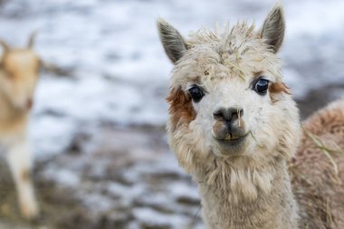 White Alpaca 'ya yaklaş. Dümdüz ileri bak. Evcil hayvan çiftliğindeki güzel lama çiftlik hayvanı.