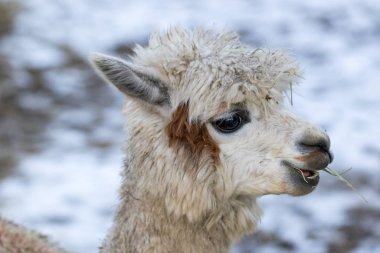 Şirin bir alpaka portresi. Evcil hayvan çiftliğindeki güzel lama çiftlik hayvanı.